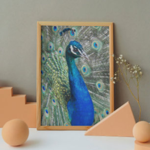 Beautiful Blue Peacock Feathers Photo Poster