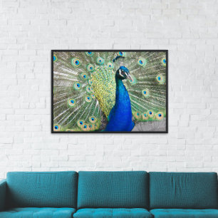 Beautiful Blue Peacock Feathers Photo Poster