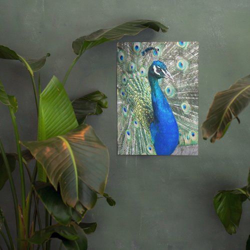 Beautiful Blue Peacock Feathers Photographic Acrylic Print