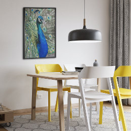Beautiful Blue Peacock Feathers Poster