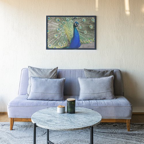 Beautiful Blue Peacock Feathers Poster