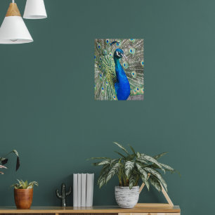 Beautiful Blue Peacock Feathers Poster