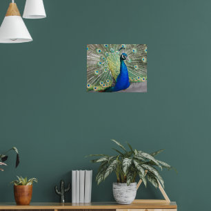Beautiful Blue Peacock Feathers Poster