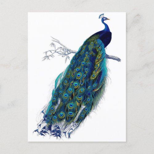 Beautiful Blue Peacock Nature Bird Tail Feathers Announcement Postcard
