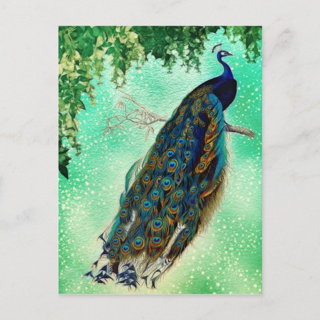Beautiful Blue Peacock Nature Bird Tail Vintage Postcard (Front)