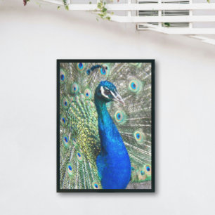 Beautiful Blue Peacock Photo Print