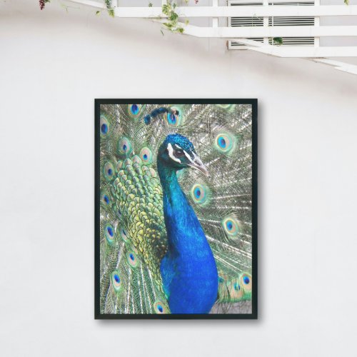 Beautiful Blue Peacock Photo Print