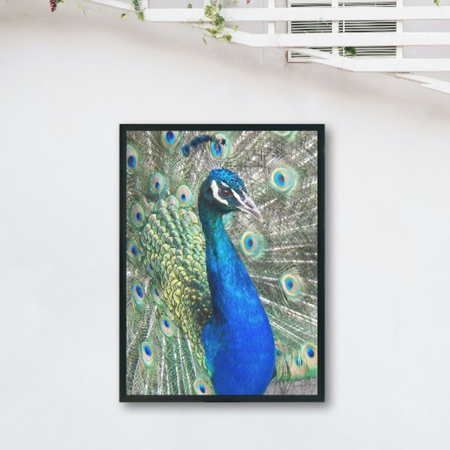 Beautiful Blue Peacock Photo Print (In Situ Framed)