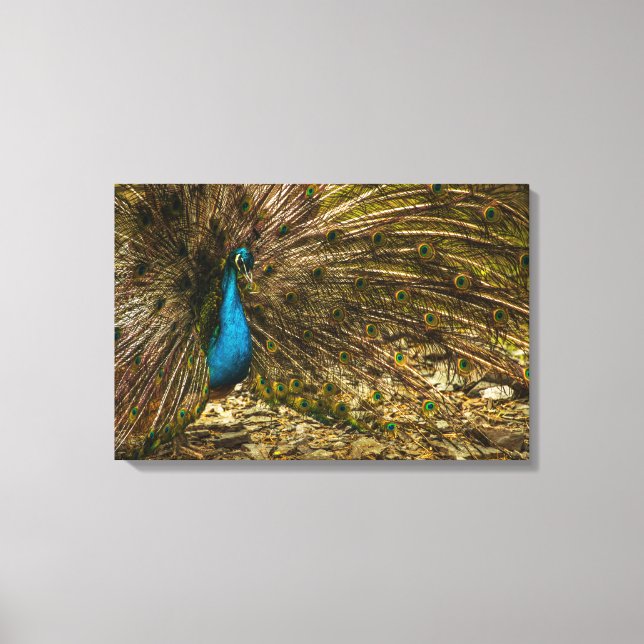 Beautiful Blue Peacock with Open Tail Feathers Canvas Print (Front)