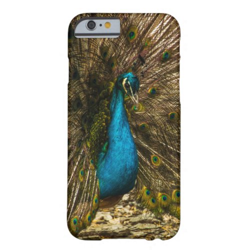 Beautiful Blue Peacock with Open Tail Feathers Barely There iPhone 6 Case