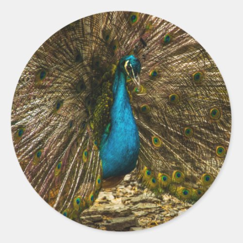 Beautiful Blue Peacock with Open Tail Feathers Classic Round Sticker