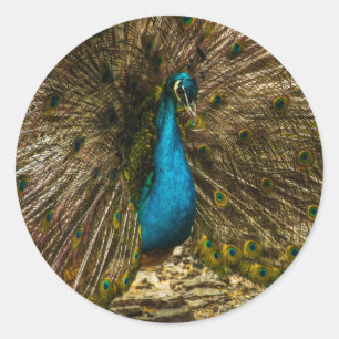 Beautiful Blue Peacock with Open Tail Feathers Classic Round Sticker