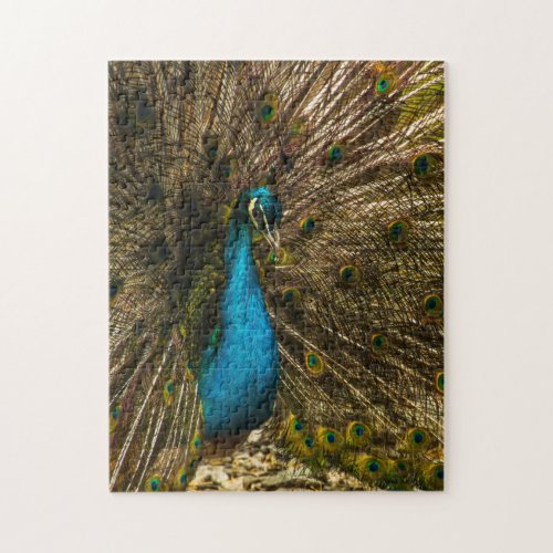 Beautiful Blue Peacock with Open Tail Feathers Jigsaw Puzzle