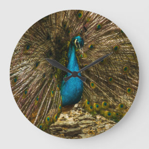 Beautiful Blue Peacock with Open Tail Feathers Large Clock