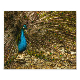 Beautiful Blue Peacock with Open Tail Feathers Photo Print
