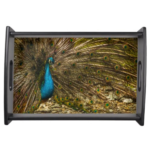 Beautiful Blue Peacock with Open Tail Feathers Serving Tray