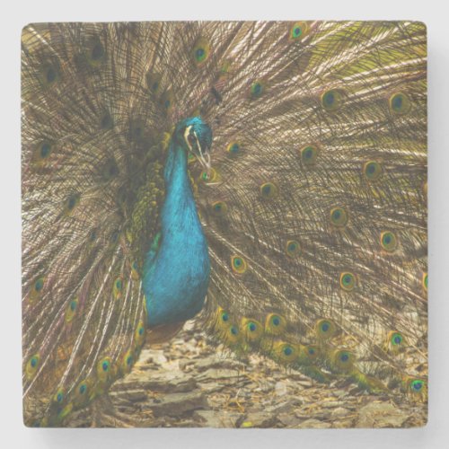 Beautiful Blue Peacock with Open Tail Feathers Stone Coaster