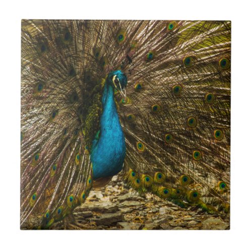 Beautiful Blue Peacock with Open Tail Feathers Tile