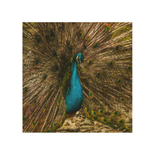 Beautiful Blue Peacock with Open Tail Feathers Wood Wall Art