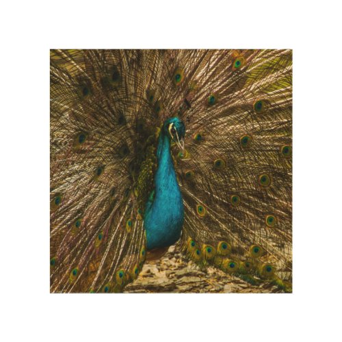 Beautiful Blue Peacock with Open Tail Feathers Wood Wall Art