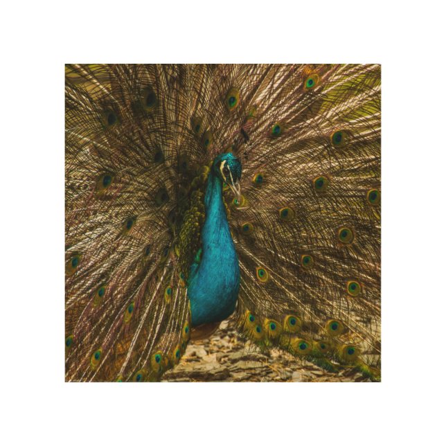 Beautiful Blue Peacock with Open Tail Feathers Wood Wall Art (Front)