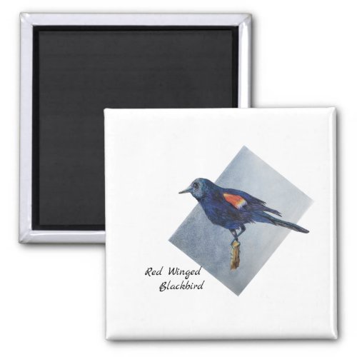 Beautiful Blue Red Winged Blackbird Original Art   Magnet