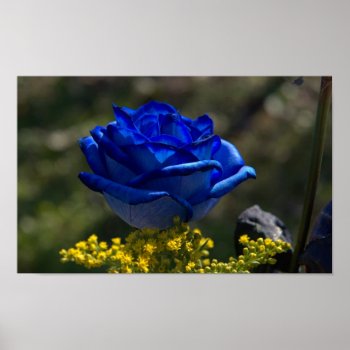 Beautiful Blue Rose 1 Poster by TheArtOfPamela at Zazzle