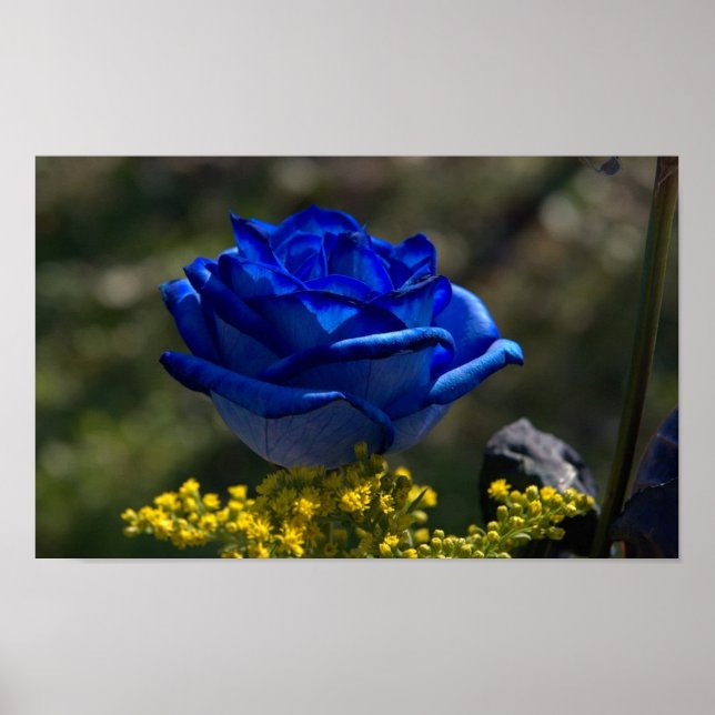 Beautiful Blue Rose 1 Poster (Front)
