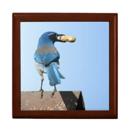 Beautiful Blue Scrub Jay Bird &amp; Peanut Giftbox Gift Box