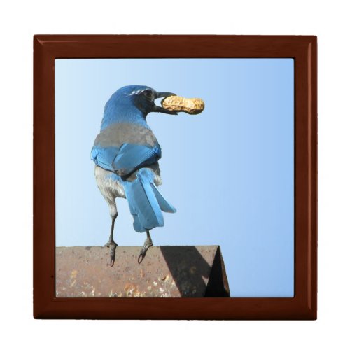 Beautiful Blue Scrub Jay Bird  Peanut Giftbox Gift Box