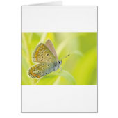 Beautiful Blue Spotted Butterfly (Front)