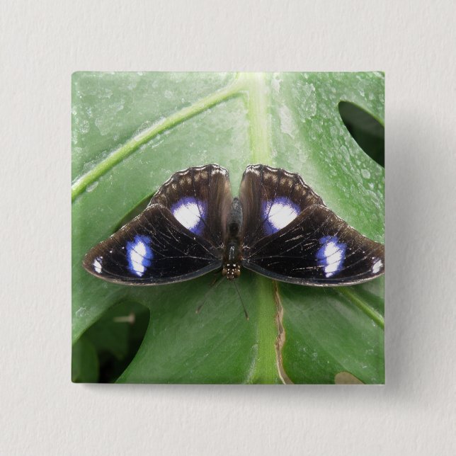 Beautiful Blue Spotted Butterfly Button (Front)