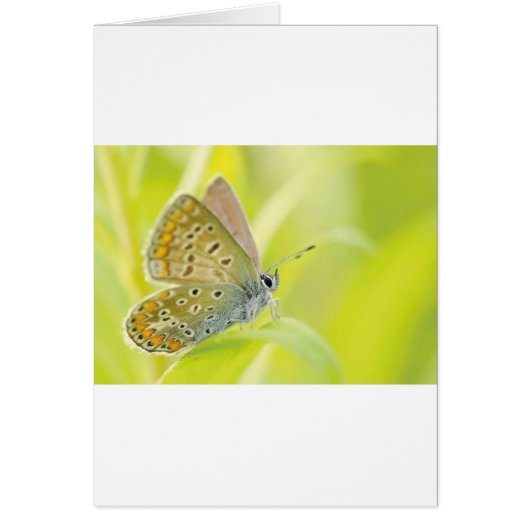 Beautiful Blue Spotted Butterfly Cards (Front)