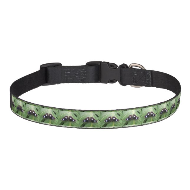 Beautiful Blue Spotted Butterfly Dog Collar (Front)