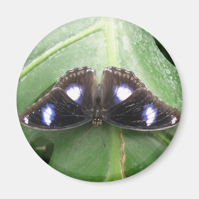 Beautiful Blue Spotted Butterfly Magnet (Front)