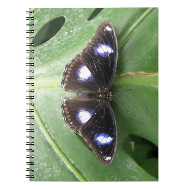 Beautiful Blue Spotted Butterfly Notebook (Front)
