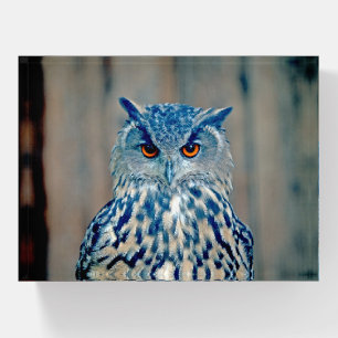 Beautiful Blue Uhu Raptor Owl Paperweight
