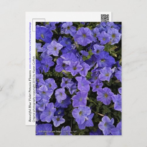 Beautiful Blue Violet Petunia Flowers Photo Postcard