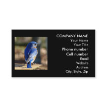 Beautiful Bluebird Business Card
