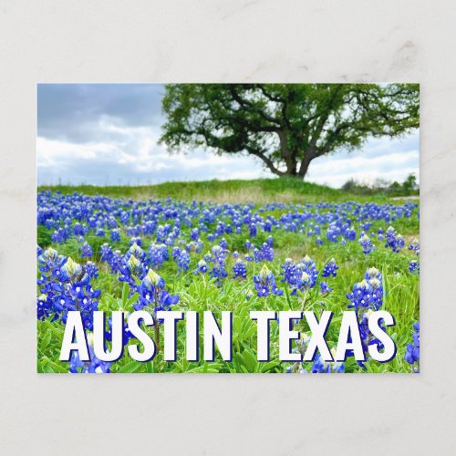 Beautiful Bluebonnets Austin Texas Photography Postcard