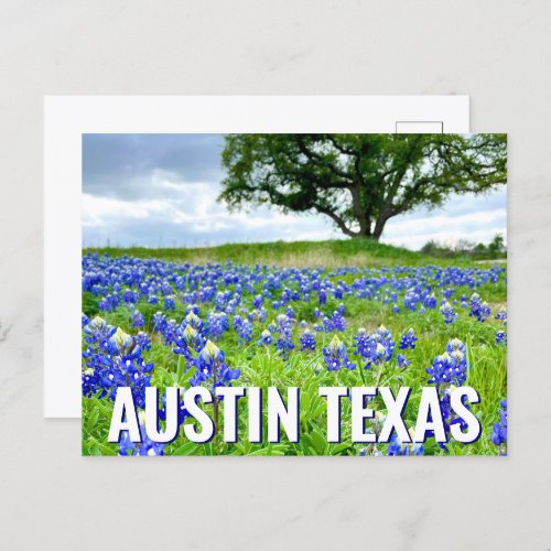 Beautiful Bluebonnets Austin Texas Photography Postcard