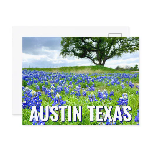 Beautiful Bluebonnets Austin Texas Photography Postcard