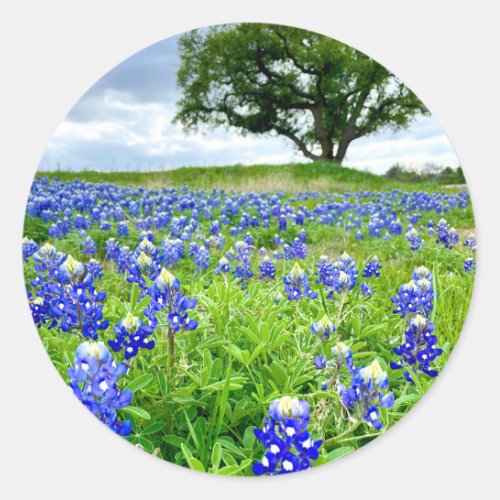 Beautiful Bluebonnets Texas Photography Classic Round Sticker