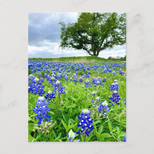 Beautiful Bluebonnets Texas Photography Postcard