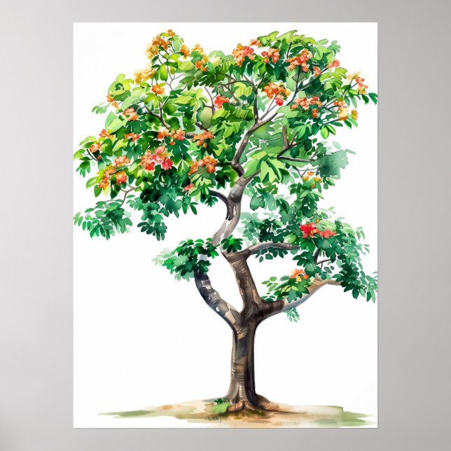 Beautiful Bombax Ceiba Tree Watercolor Poster (Front)