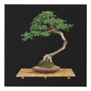 Beautiful Bonsai Tree Wrapped Canvas Painting
