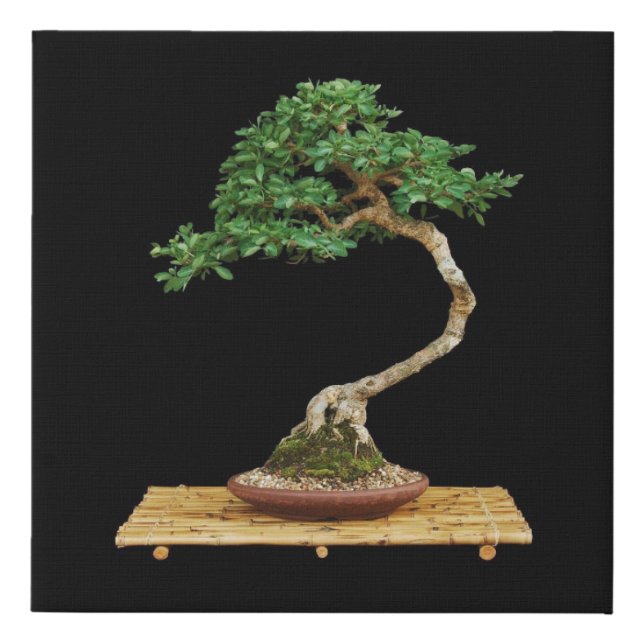 Beautiful Bonsai Tree Wrapped Canvas Painting (Front)