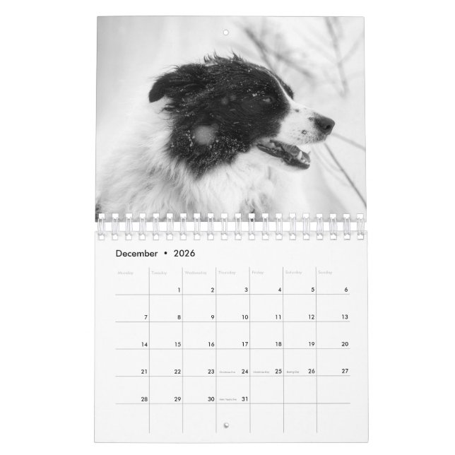 Beautiful Border Collie Dog Calendar (Dec 2026)