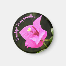 Beautiful Bougainvillea