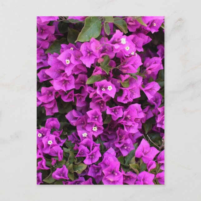 Beautiful Bougainvillea Postcard (Front)